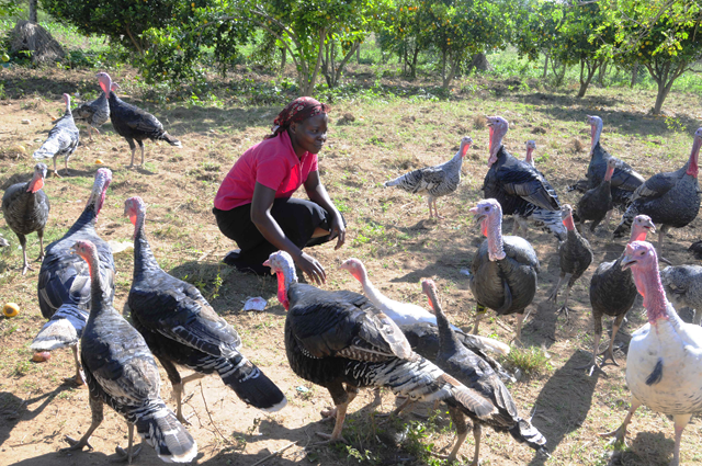 Agnes Akurut tends to her turkeys in Uganda. Agnes was able to buy turkeys after receiving a loan from a Village Savings and Loan Association group set up by the Los Angeles based non-profit Drop in the Bucket.