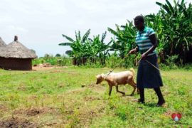 water wells africa uganda drop in the bucket charity aputon borehole-75