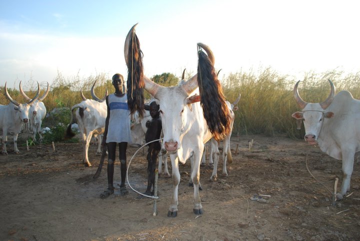 Cattle Could Be Used For Dowries In Child Marriage In South Sudan 