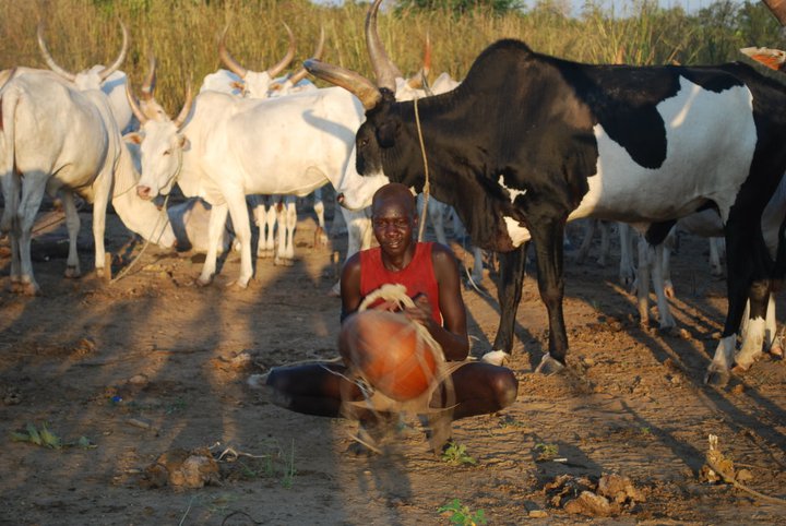 Cattle Used For Dowries For Child Marriage In South Sudan