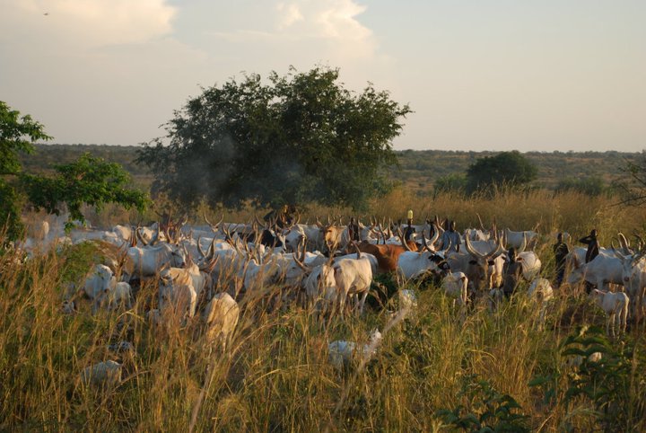 Cattle In South Sudan Often Used For Dowries In Child Marriage